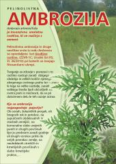 Ambrozija1